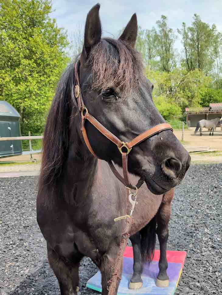 Hades auf dem Reitplatz mit den Hinterbeinen auf der Plufsig Matte