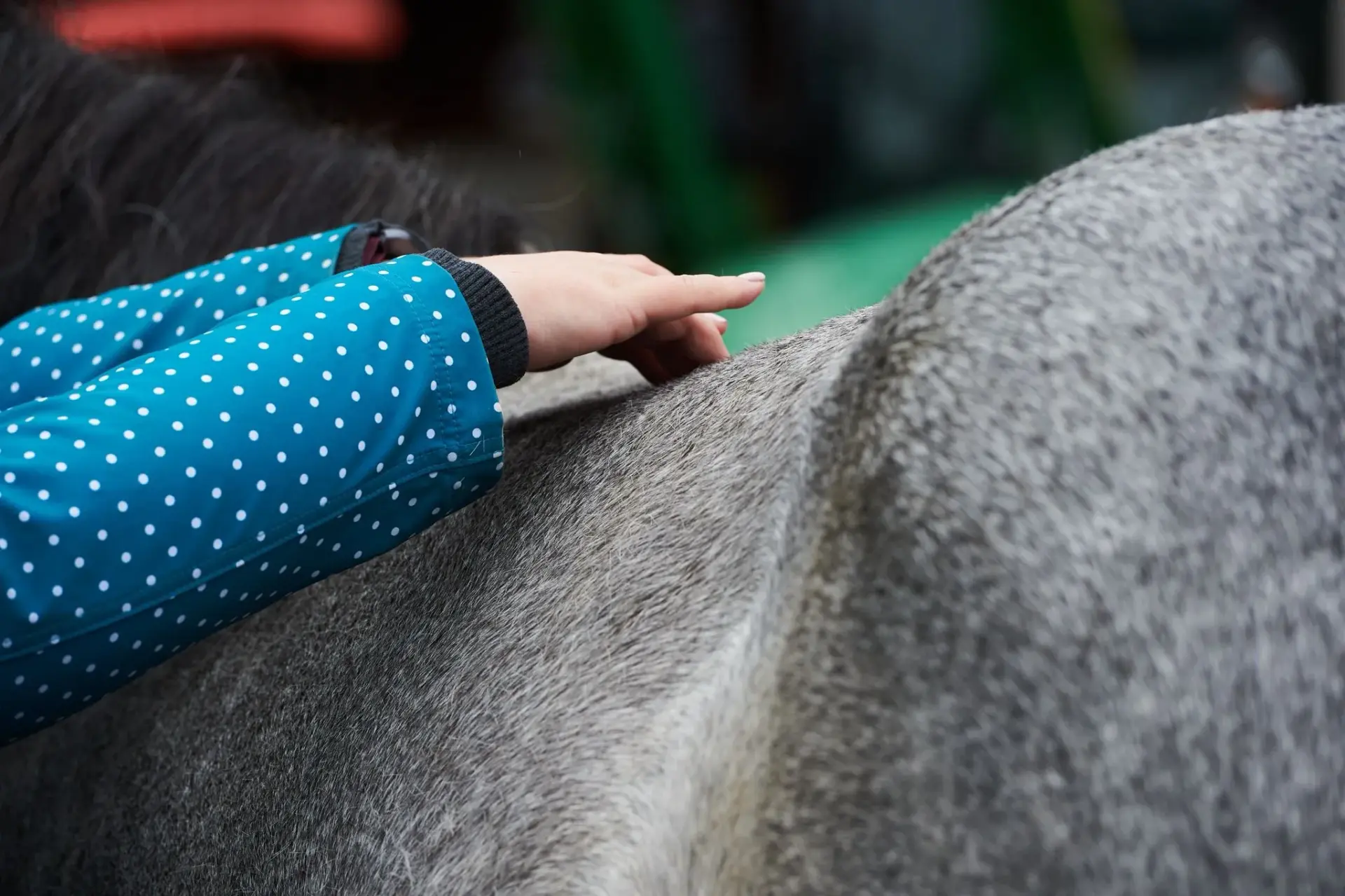 Dorntherapie mit Christiane Hunkliner die hier hinter einem Pferd steht und den Rückenbereich behandelt. Das Pferd sowie Christiane sind nur teilweise zu sehen.