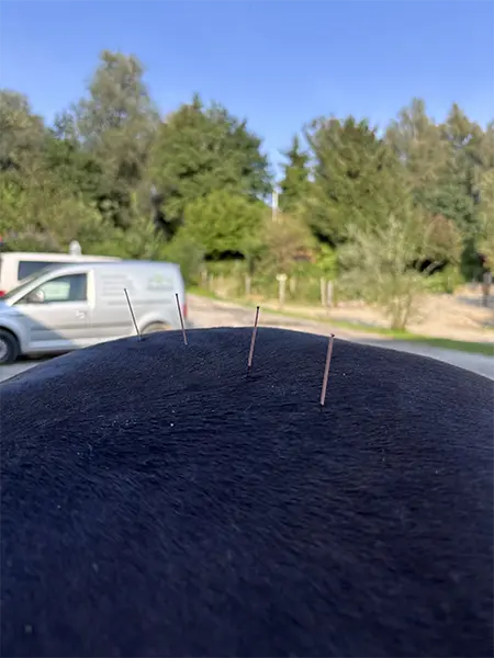 dryneedling-faszienfit-chiemgau-christiane-hunklinger kinesiologisches Taping am Pferd