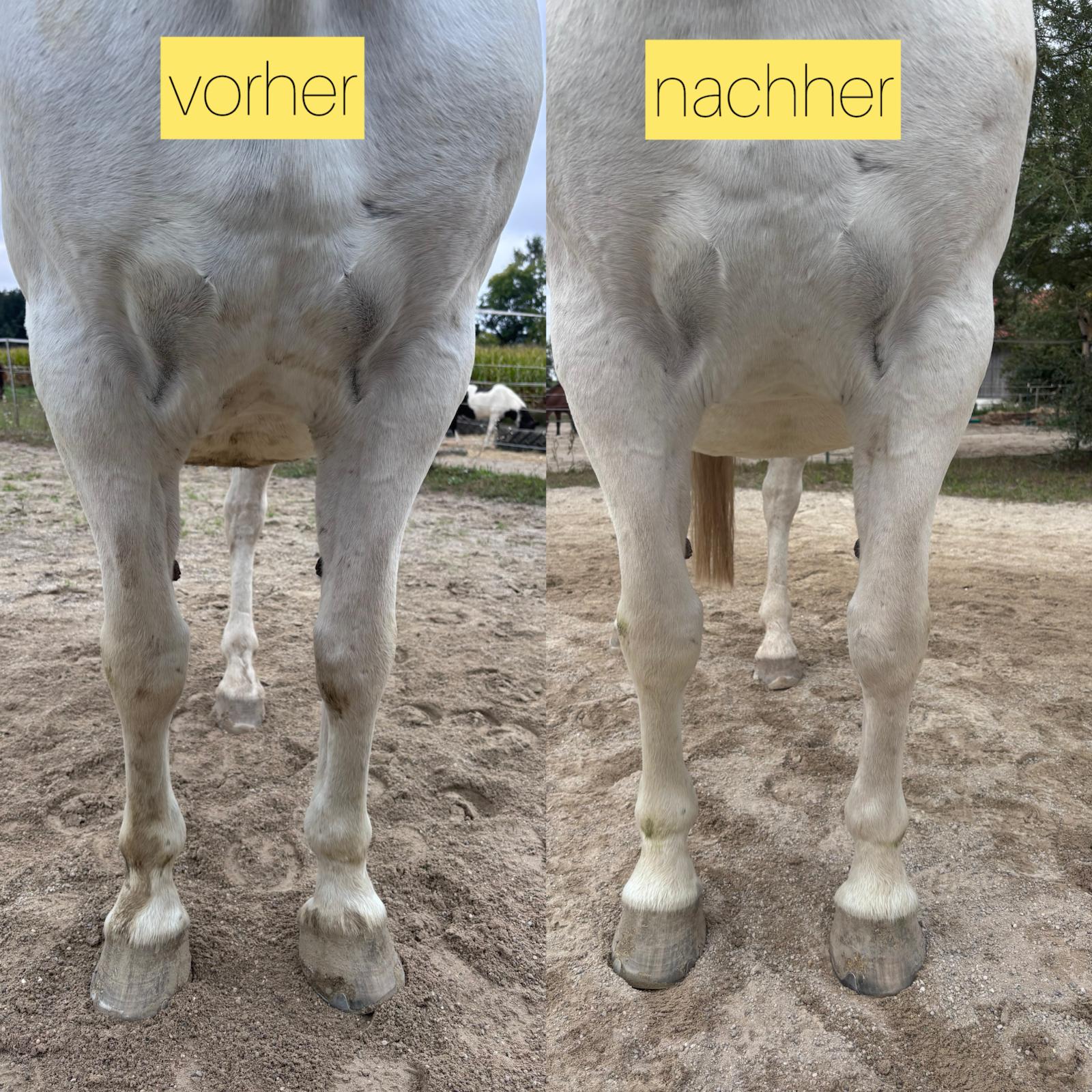 Dorn-Therapie Vergleichsbilder Pferd Front